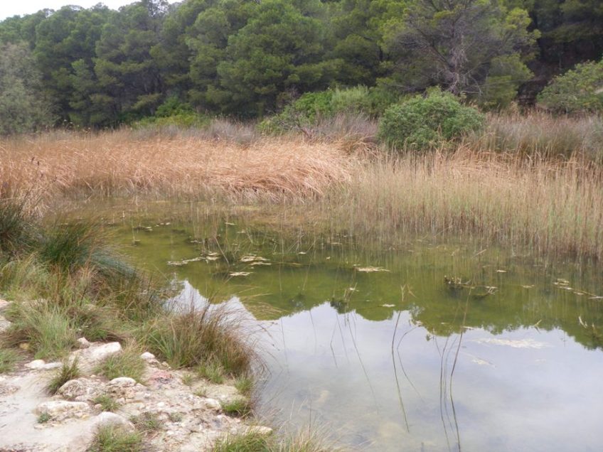 The Torrent del Pí is a small perennial lagoon in a dessicated river bed, Catalunya. Here pictured in spring...