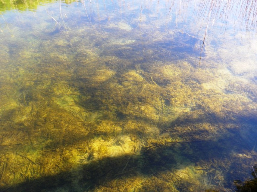 ...whereas in winter the majority of plants die back and the fish conceal themselves within the substrate.
