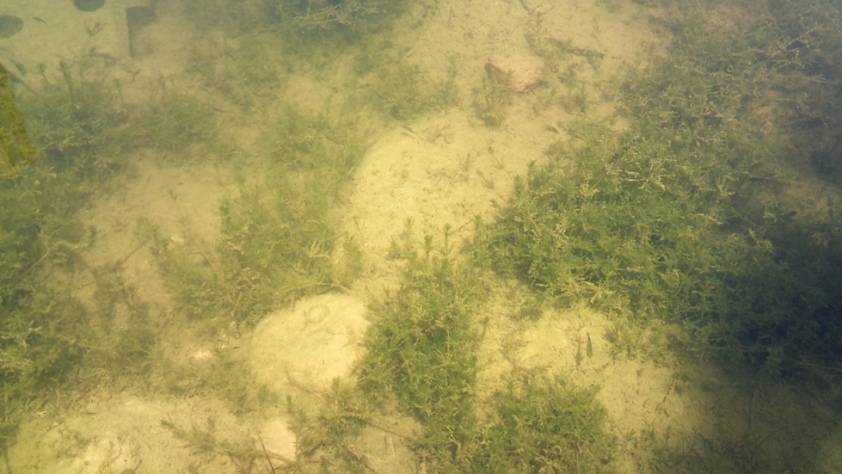 ...and the fish can be easily observed from above the surface...