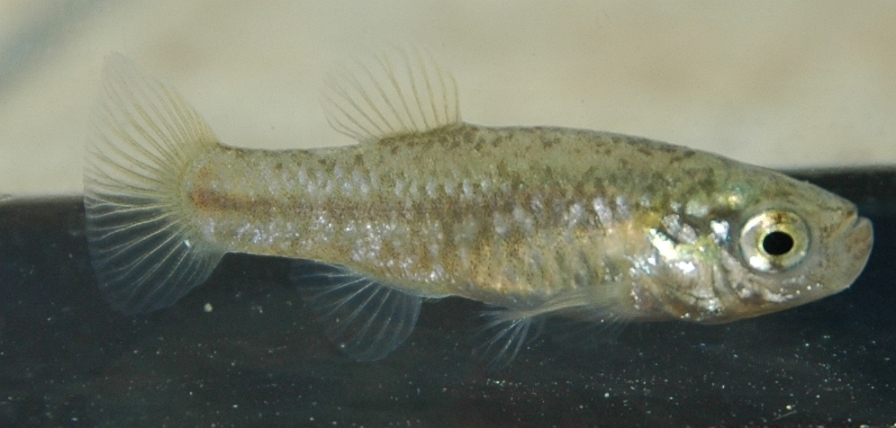 Adult female from Bor.
