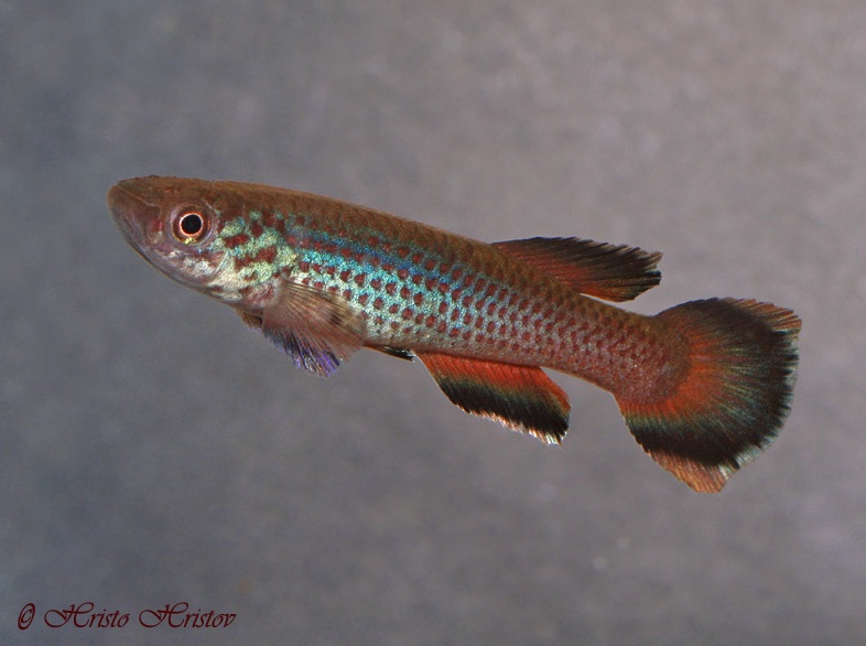 Adult male of A. celiae 'Ebonji'.