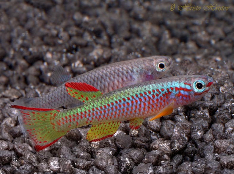 Adult pair, male at front.
