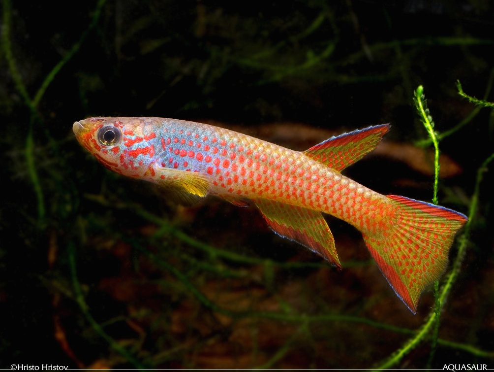 Adult male specimen of A. cognatum 'Lac Fwa'...