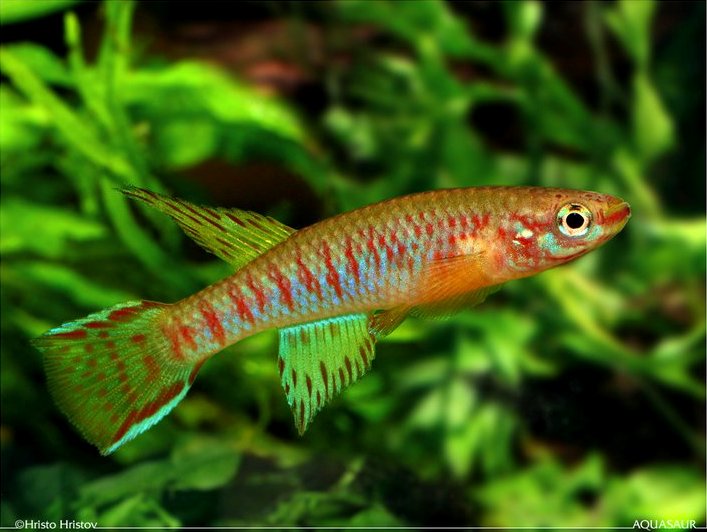 Adult male ofA. elberti 'Bafoussam'.