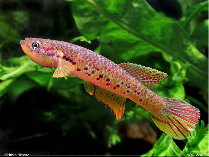 Adult male specimen; no collection details supplied.