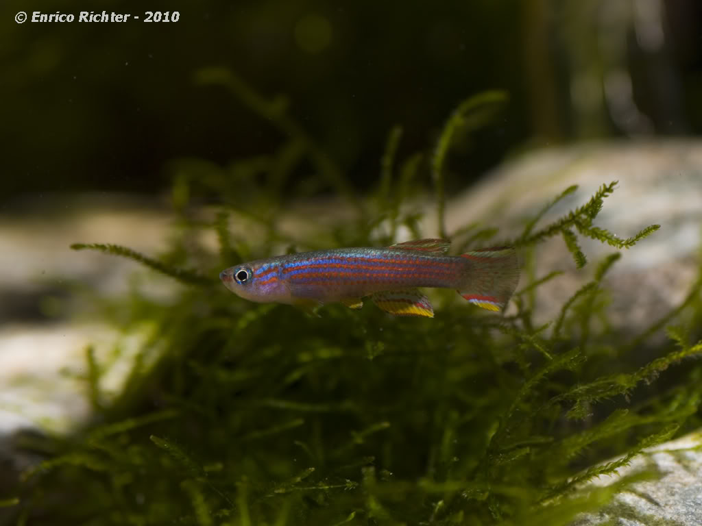 Young male specimen; collection details not supplied.