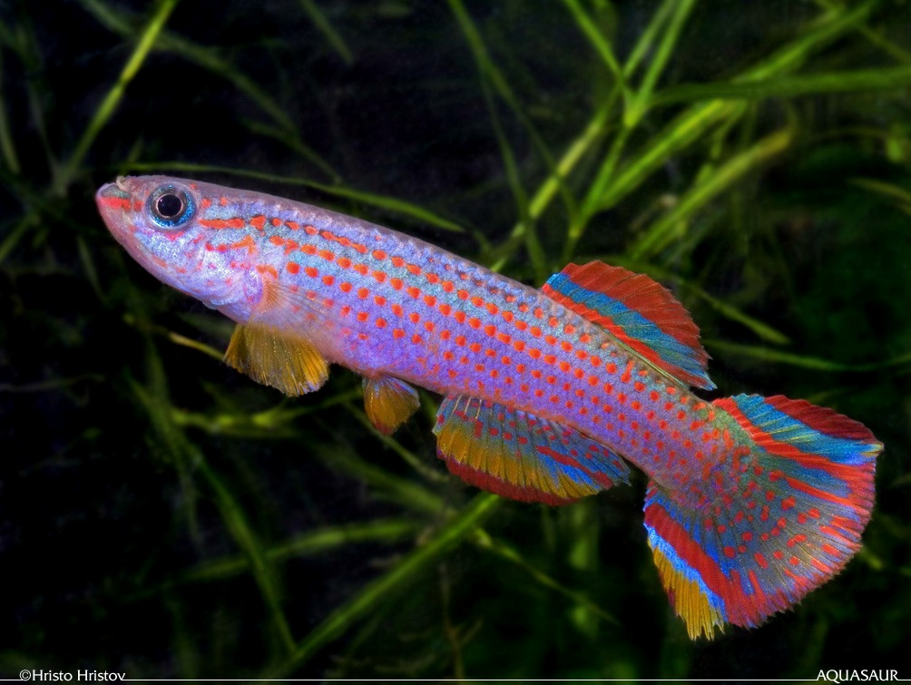 Adult male of A. striatum GEMHS 00/33.