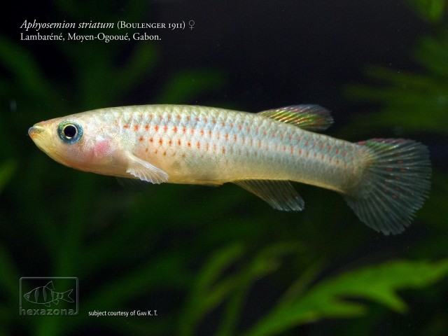Adult female of A. striatum 'Lambaréné'.