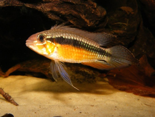 Wild-collected, adult male specimen; locality unspecified.