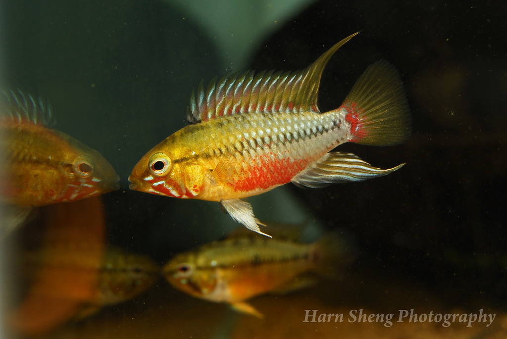 Adult male from the aquarium trade.