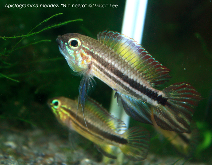 Adult male specimen in aggressive mood and posture. Precise collection details unknown.