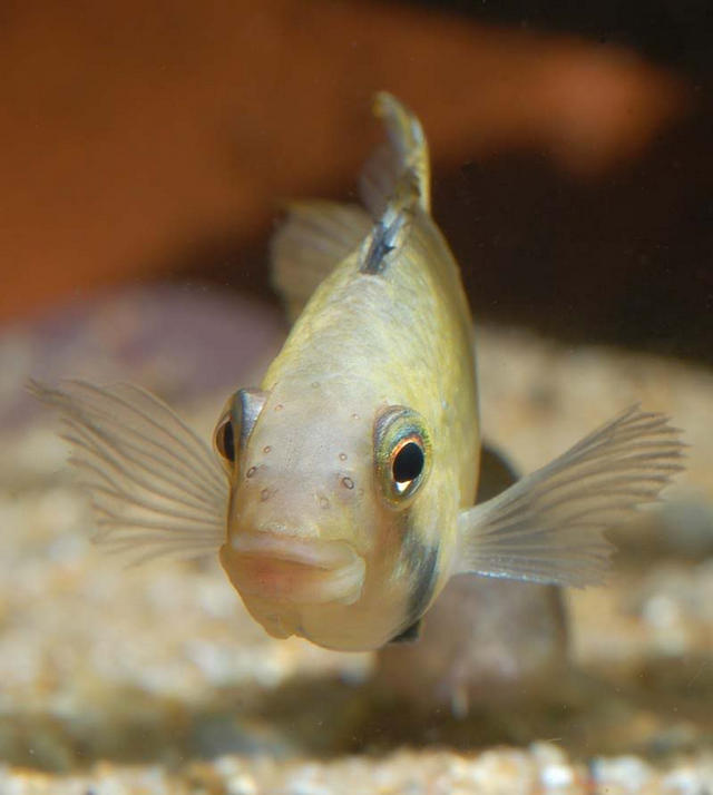 Profile of female.