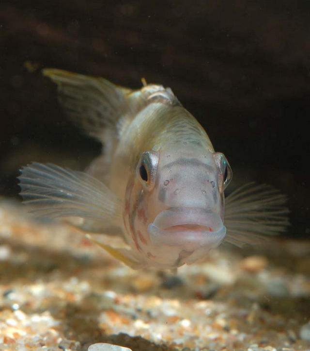 Profile of male exhibiting notably wider mouthparts...