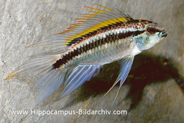 Adult male of a Peruvian form traded as "light blue". Collection locality unspecified. Neutral mood.