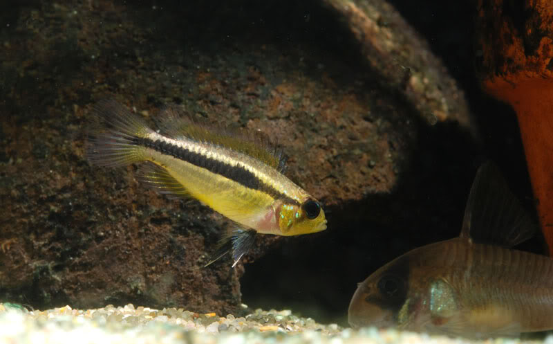 Adult female of Peruvian form; locality unspecified.
