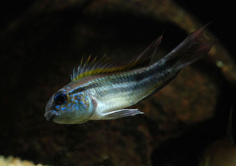 Adult male of Peruvian form; locality unspecified. Aggressive mood.
