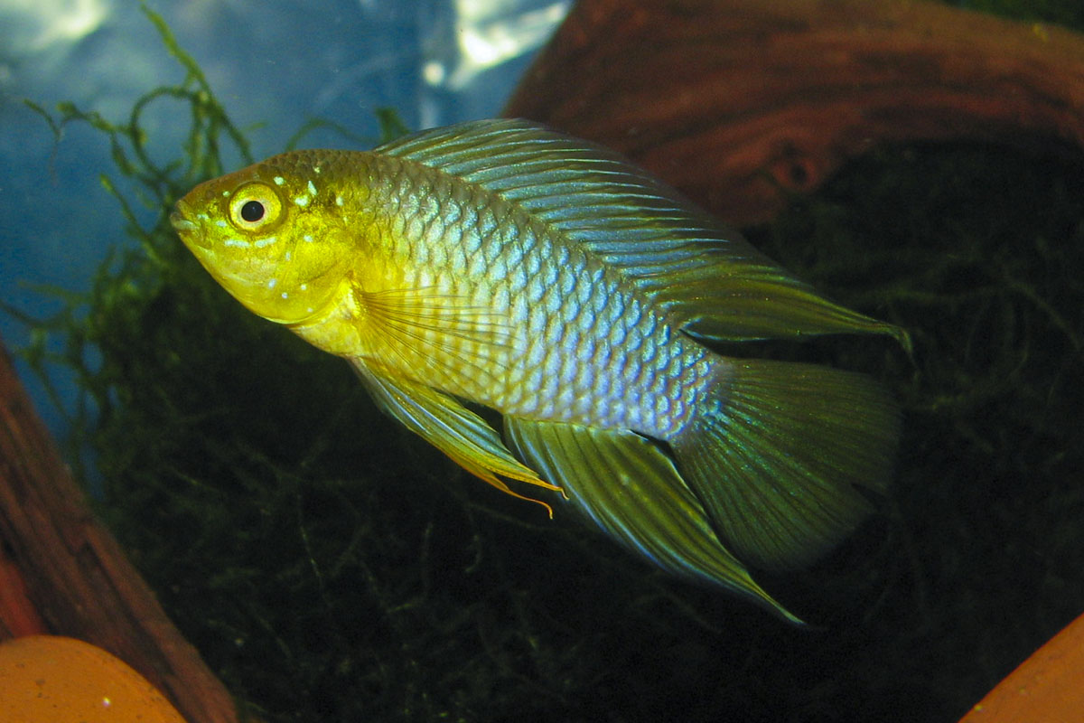 Adult male; origin not supplied.