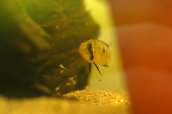 Adult female with fry in broodcare colouration.