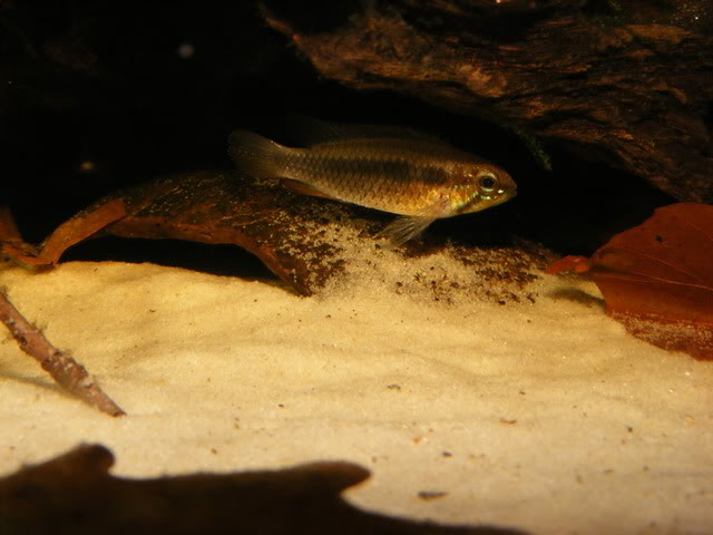 Wild-collected adult female imported alongisde the male in the previous image.