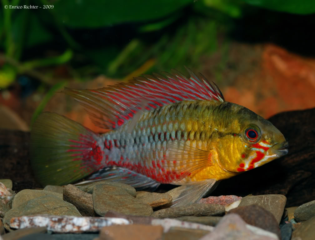 Adult male from the aquarium trade.