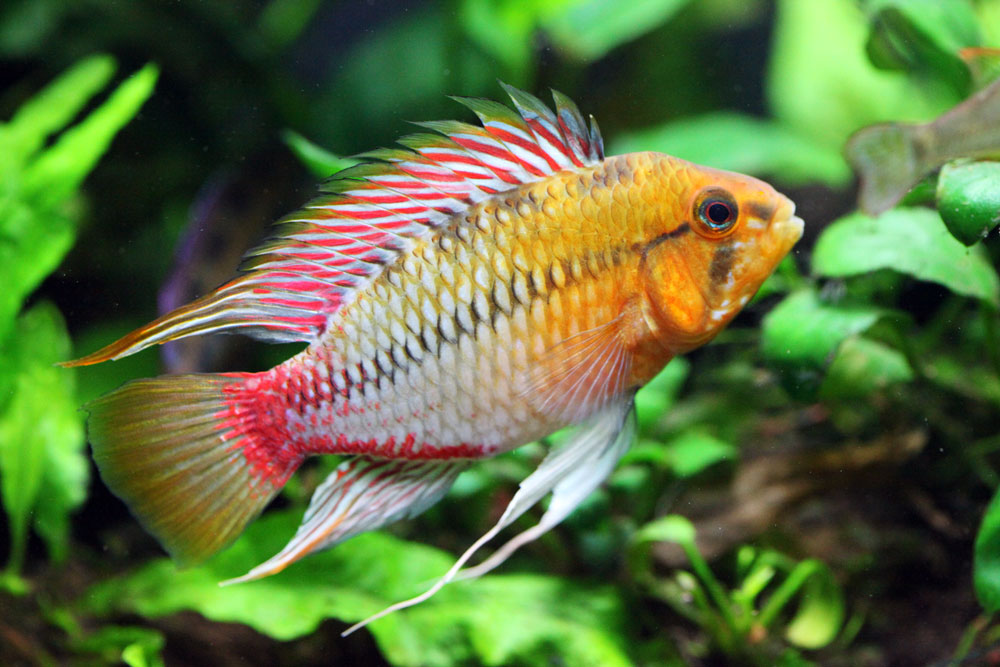 Adult male from the aquarium trade.