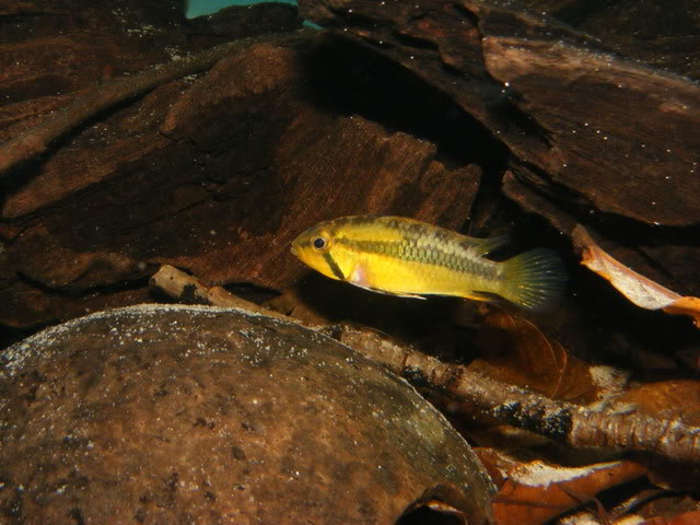 Adult female.
