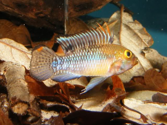 Adult male specimen.