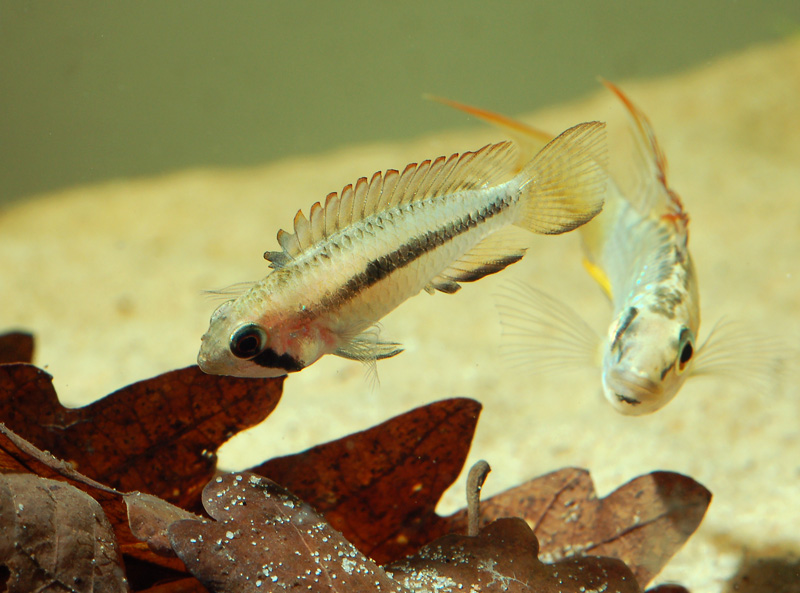 Young, captive-bred pair in courtship display.
