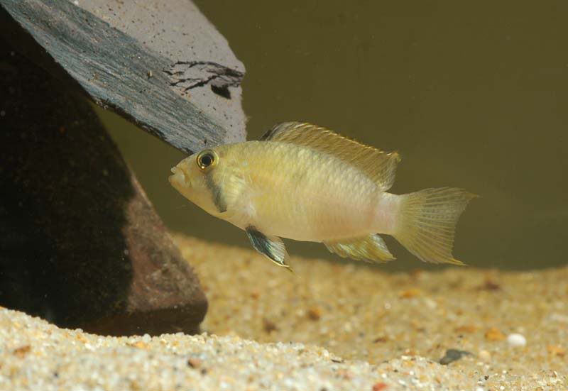 Wild-collected adult female; neutral mood.