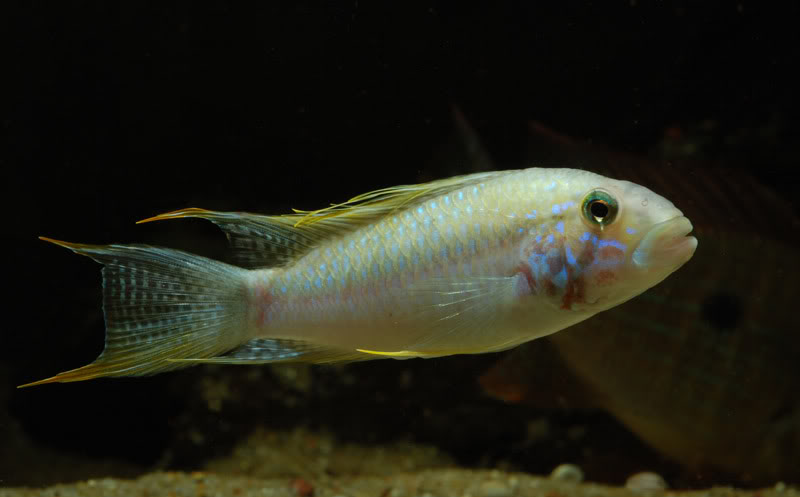 Adult male, wild-collected specimen; neutral mood.