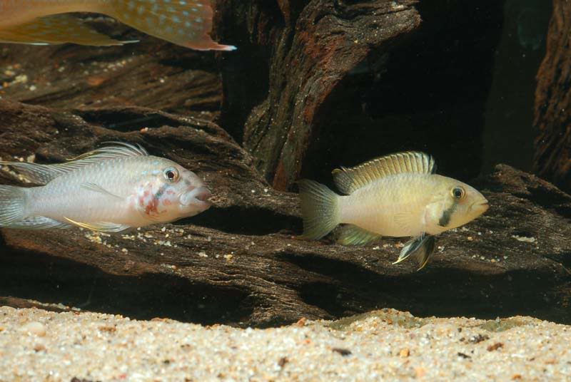 Adult oair, female to right; both fish beginning to display threat behaviour.