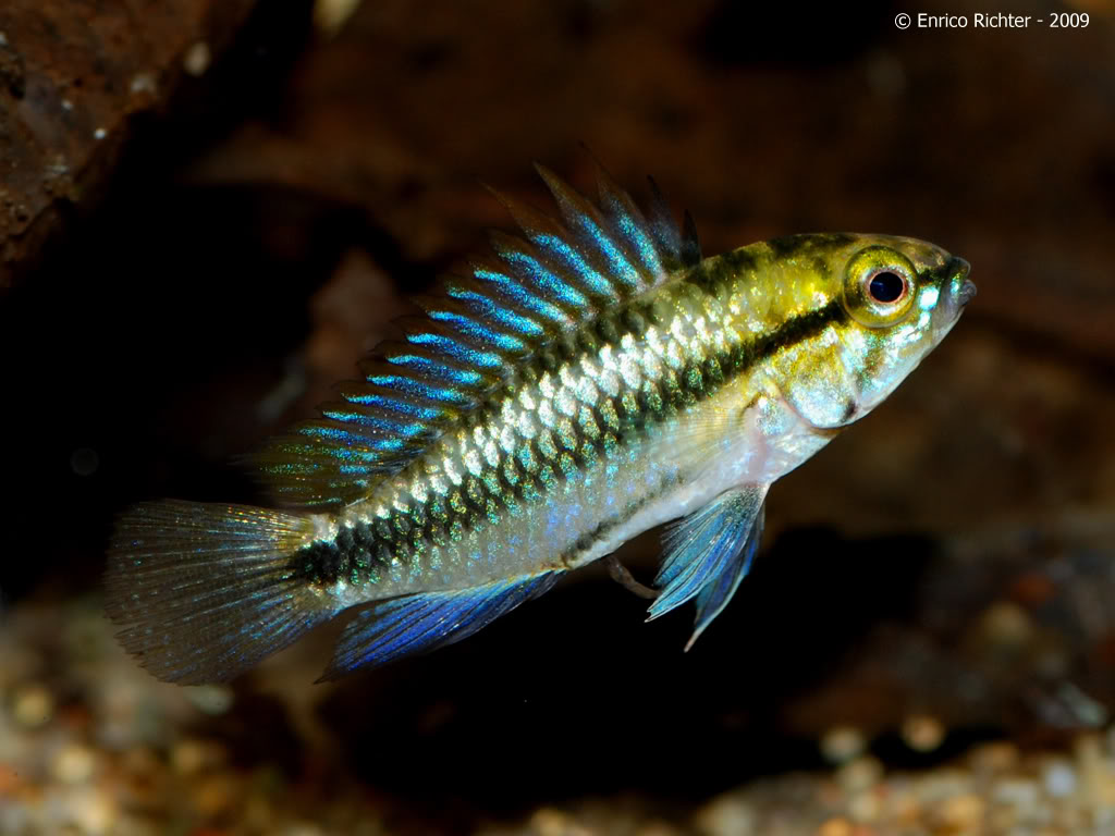 Adult male specimen from the German aquarium trade.
