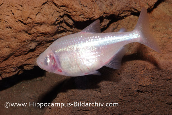 Astyanax mexicanus; blind form.