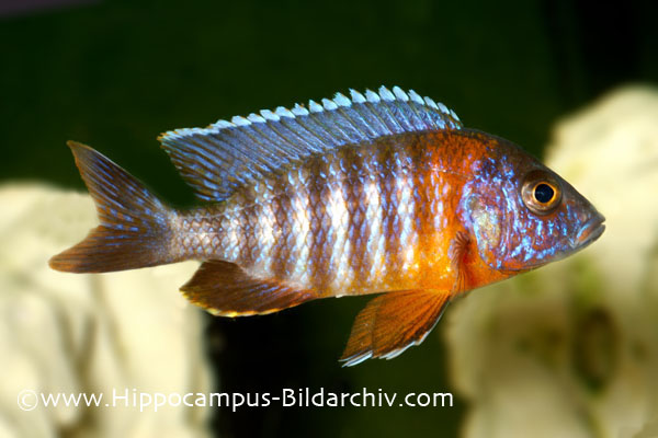 Aulonocara hansbaenschi male
