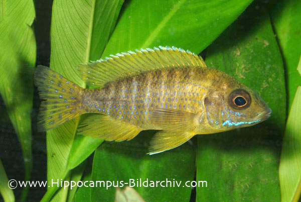 Subadult male specimen.