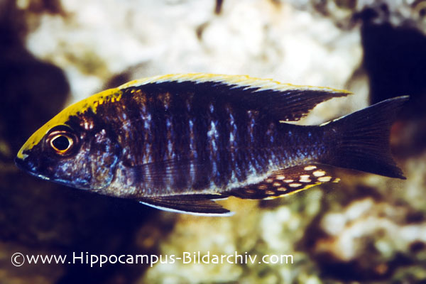 Aulonocara maylandi maylandi male