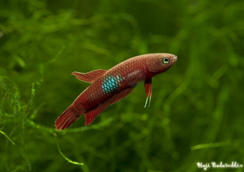 Male of the Sibu population in the aquarium...