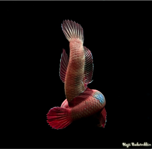 Spawning embrace; the fish orientated vertically is the female.