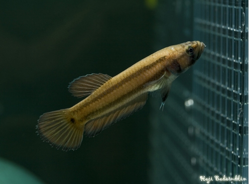 Female from Marudi.