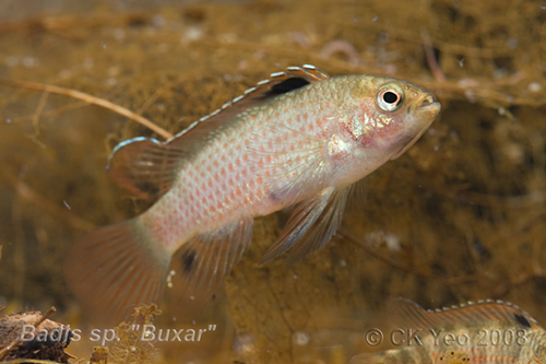 This male is showing pale colouration typical of newly-imported specimens.