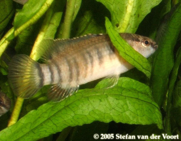 Female of Badis kyar.