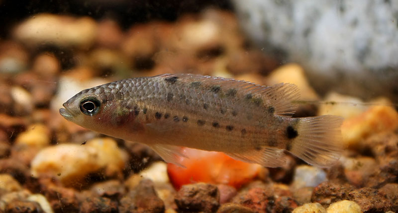 Juvenile.