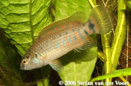 Adult male.