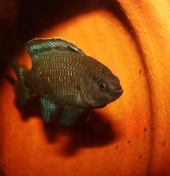 Male guarding fry.