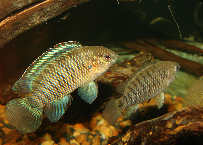 Breeding pair of B. badis, male on left.