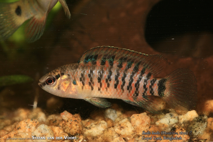 Young adult male from Gopal Ganj, Bangladesh.