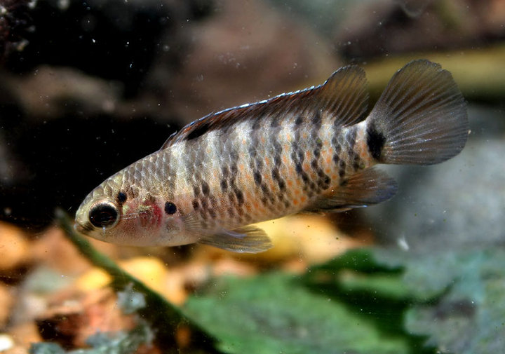 Young male.