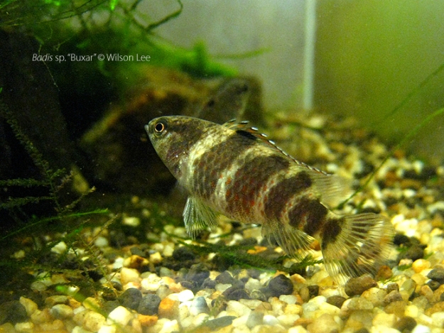Adult female.