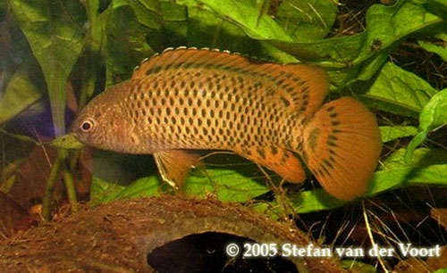 Male of Badis corycaeus.