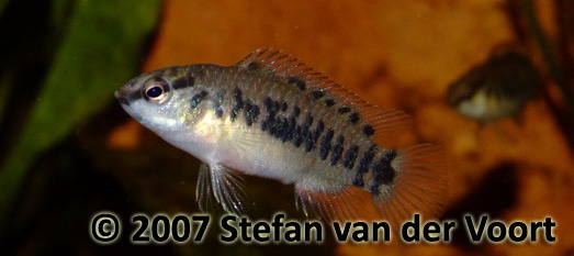 Young female.
